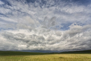 Images Dated 12th June 2014: Dramatic clouds above wheat field, Palouse region of eastern Washington
