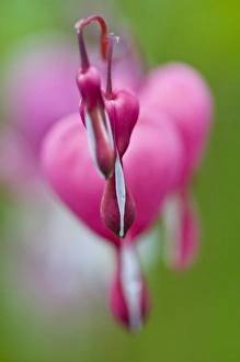 Dramatic color and shape of bleeding heart flowers