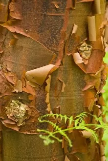 Images Dated 17th April 2007: Dramatic pattern and color in peeling paperbark with fern