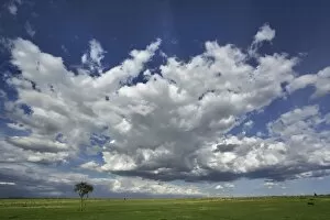 Images Dated 14th November 2005: Dramatic sky above green grass, Masai Mara, Kenya