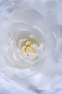 Prints of Dreamy Camellia Images Dated 2021 February: Dreamy Camellia