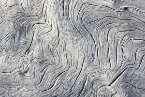 Russia Prints: Drift wood pattern, Cape Onman, Chukchi Sea, Russia Far East