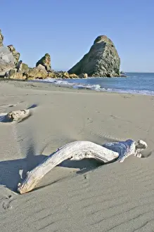 Images Dated 1980: Driftwood and sea stack rock formations at beach in Harris Beach State Park near
