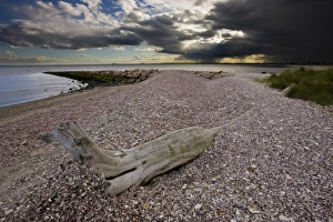 Weather Prints: Driftwood on the shell-covered Long Beach in Stratford, Connecticut. Adjacent to