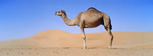 Dromedary camel (Camelus dromedarius) in the Rub al-Khali, United Arab Emirates, Middle East