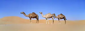 Rub Al Khali Prints: Dromedary camel (Camelus dromedarius) in the Rub al-Khali