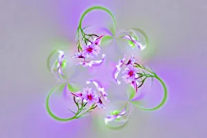 South Carolina Prints: Drummond Phlox, Hilton Head Island, South Carolina