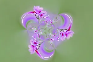 Images Dated 4th April 2022: Drummond Phlox, Hilton Head Island, South Carolina
