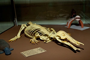 Vertebrate Prints: Duck Bill Platypus Skeleton, Ornithorhynchus anatinus, Native to Australia
