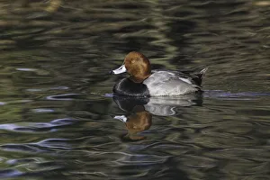 Floating Prints: Duck swimming in autumn water