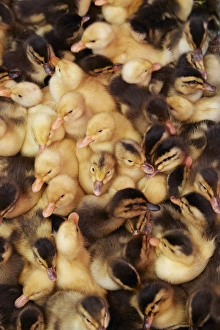 Vietnam Collection: Ducklings, Can Duoc Market, Long An Province, Mekong Delta, Vietnam