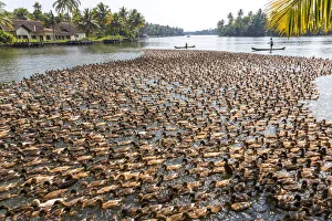 Domesticated Prints: Ducks being herded along the waterway, Kerala backwaters, nr Alleppey, (or Alappuzha)