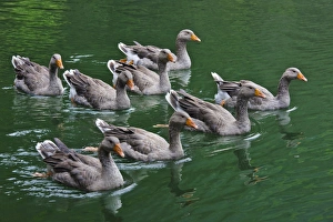 Ducks on the lake, Zhejiang Province, China