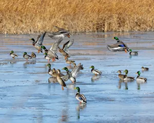 Images Dated 2022: Ducks leaving the pond