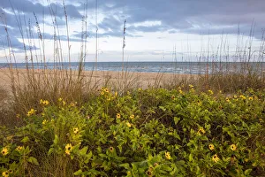 Images Dated 19th February 2018: Dune sunflowers and sea oats along Sanibel Island beach in Florida, USA