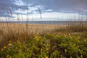 Images Dated 19th February 2018: Dune sunflowers and sea oats along Sanibel Island beach in Florida, USA