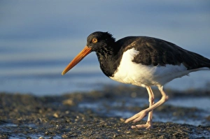 Dunedin, FL. An American oystercatcher, Haematopus palliatus, near the Dunedin Causeway