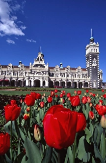 Train Station Prints: Dunedin Railway Station & Tulips