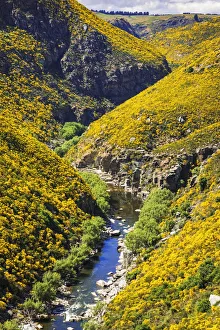 Images Dated 22nd June 2021: Dunedin Railways tour of the Taieri Gorge, Otago, South Island, New Zealand