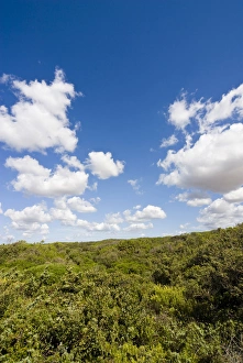 Dunes and mediterranean bush behind Capalbio Beach, Capalbio, Grosseto Province