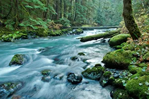 Hiking Prints: The Dungeness River in Olympic National Park, Washington