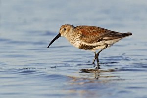 Dunlin