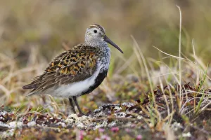 Shorebird Prints: Dunlin on Arctic tundra