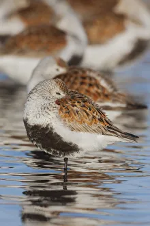 Shorebird Prints: Dunlin flock resting