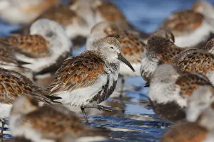 Shorebird Prints: Dunlin flock resting during migration