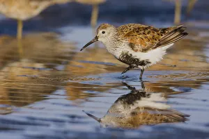 Shorebird Prints: Dunlin migration stop