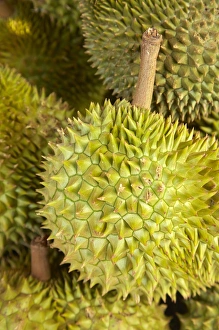 Food Market Prints: Durians, Can Duoc Market, Long An Province, Mekong Delta, Vietnam