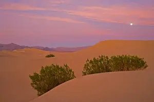 Dusk and setting moon over the sand dunes of Stove Pipe Wells area Death Valley N