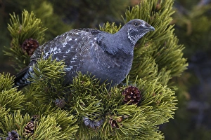 Images Dated 24th February 2014: Dusky (blue) Grouse