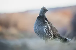 Grouse Prints: Dusky Grouse