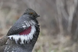 Dusky grouse calling