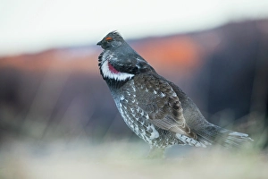Grouse Prints: Dusky grouse calling in the Rocky Mountains of Colorado