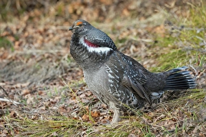 Grouse Prints: Dusky grouse calling in the Rocky Mountains of Colorado