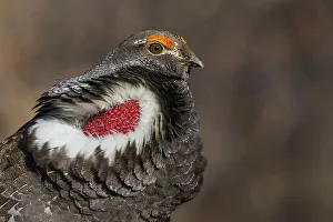 Grouse Prints: Dusky grouse close-up portrait