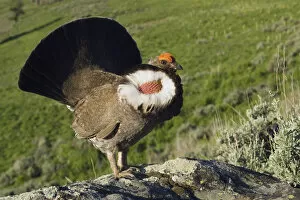 Dusky Grouse, courtship display