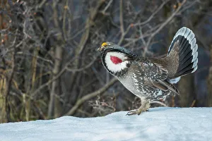 Grouse Prints: Dusky grouse, courtship display
