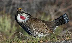Grouse Prints: Dusky grouse courtship display, trying to impress a nearby female grouse. USA, Colorado