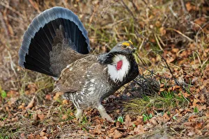 Shrub Prints: Dusky grouse, courtship display