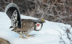 Courtship Prints: Dusky grouse in courtship display, trying to impress a nearby female grouse. USA, Colorado