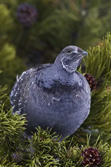 Images Dated 24th February 2014: Dusky Grouse; winter perch