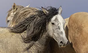 Friend Prints: Dust covered wild stallions of Sandwash Basin, Colorado. USA