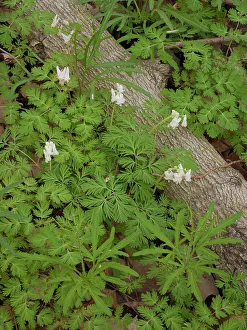Images Dated 15th November 2023: Dutchman's breeches in bloom, spring, John James Audubon State Park, western Kentucky