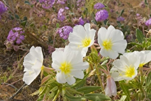 Mohave Desert Prints: Dwarf Evening Primrose, Oenothera caespitosa, Mohave Desert near Littlefield Arizona
