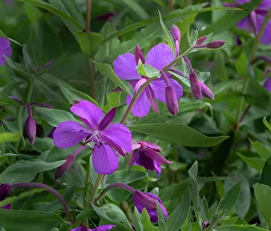 Betty Sederquist Prints: Dwarf fireweed, Chamerion Latifolium, Hatcher Pass, Alaska