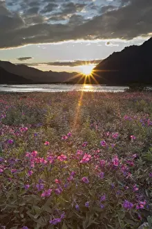 Images Dated 1st July 2010: Dwarf fireweed is lit by sunset light at 2: 00 AM on a gravel bar in the Marsh Fork