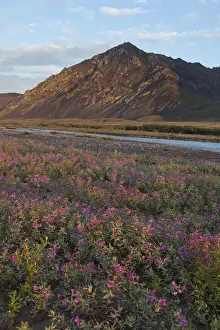 Gravel Prints: Dwarf fireweed is lit by sunset light at 2: 00 AM on a gravel bar in the Marsh Fork